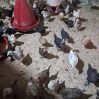 جوجه محلی|حیوانات مزرعه|سرفاریاب, |دیوار