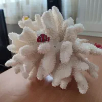 مرجان شاخ گوزنی طبیعی اصل|ماهی|تهران, وحیدیه|دیوار