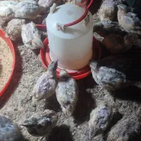 بلدرچین ماده و نره جوان|پرنده|مشهد, نیزه|دیوار