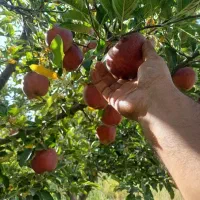 سیب قرمز دربندی