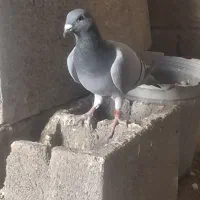 کبوتر|پرنده|کربال, |دیوار