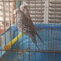 مرغ عشق انگلیسی