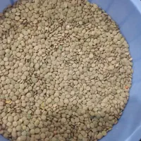 عدسی تازه  وبزرگ