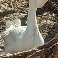 قوغازخالماگورلیندا