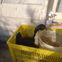 اردک همراه جوجه|پرنده|تهران, بیسیم|دیوار