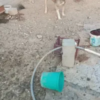 سگ پژدر