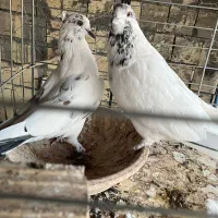کبوتر پرشی|پرنده|اردکان, |دیوار