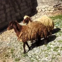 شیشک آبستن گله