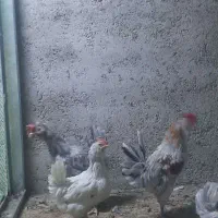 جوجه و تخم نطفه دار گلین|حیوانات مزرعه|ری, ولی آباد|دیوار