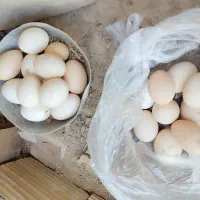 تخم مرغ گلین محلی  قاطی