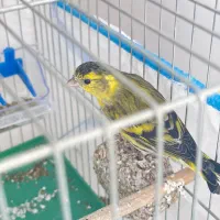 سهره نر با قفس ولوازم