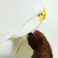 عروس هلندی ماده و انواع مرغ عشق