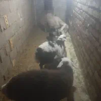 یک عدد بز زاییده بزغاله نرویک میش زاییده|حیوانات مزرعه|تایباد, |دیوار