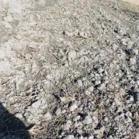 بذر یونجه تضمینی برا روشت|خدمات باغبانی و درختکاری|محمدبار, |دیوار