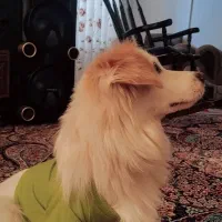 حیوانات خانگی