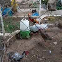 پرنده زینتی|پرنده|بیرجند, |دیوار