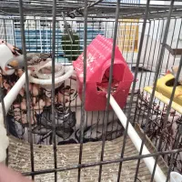 فنچ|پرنده|کهریزک, |دیوار