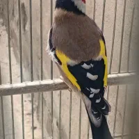 سره متولد قفس گل نارنجی