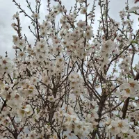 ویلا باغ ۱۰۰۰ متری دریاچه نمک ( مهارلو )|فروش خانه و ویلا|شیراز, بریجستون|دیوار