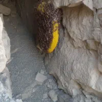 عسل وحشی کوهی