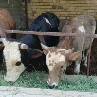 جلب عالی برای محرم
