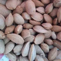 بادام تلخ