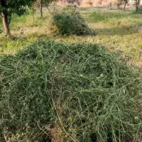 یونجه