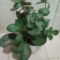 گل طبیعی  قاشقی وبنفش|گل و گیاه طبیعی|محمدشهر, محمدشهر|دیوار