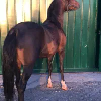 اسب نریون کرد