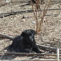 توله سگ قهدریجانی|سگ|شهرضا, |دیوار