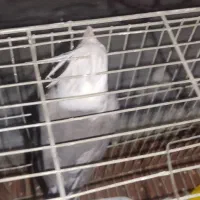 فوری فوری فروش عروس هلندی