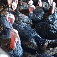 فروش بوقلمون با کیفیت بالای گوشت|حیوانات مزرعه|ابهر, |دیوار