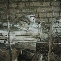 پرنده زینتی