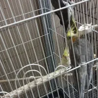 عروس هلندی زیبا