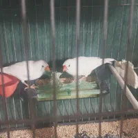 جفت فنچ تخم و جوجه ای
