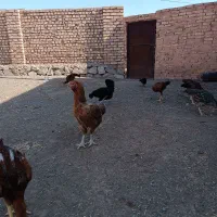 خورس و مرغ جوجه|حیوانات مزرعه|سبزوار, باهنر|دیوار
