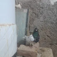فروش چند کبوتر خوب|پرنده|مرودشت, کناره|دیوار