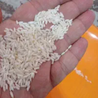 برنج عنبربو از شالیکارشوشتر|خوردنی و آشامیدنی|اهواز, پادادشهر|دیوار