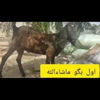 نریز پنجاب درجه یک