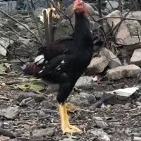 جوجه خروس لاری|حیوانات مزرعه|ساری, |دیوار