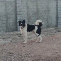 سگ نرو لاس بی‌نظیر