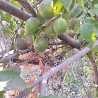 لیمو سنگی آبدار وتازه از سر باغ