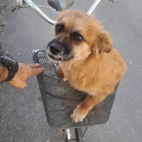 دوچرخه کلاسیک ( آنتیک )|دوچرخه، اسکیت، اسکوتر|رشت, منظریه|دیوار