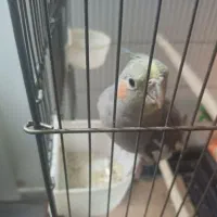 عروس هلندی ماده مست