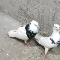 کبوتر طوقی