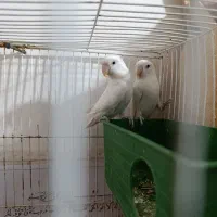 کوتوله فروشی