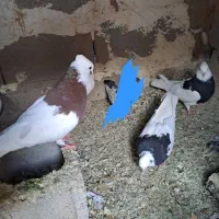 فروش کبوتر