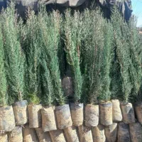 نهال سروناز شیراز سرو درخت|خدمات باغبانی و درختکاری|خفر, |دیوار