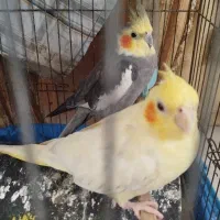 یک جفت عروس هلندی