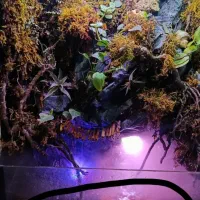 پالاداریوم و اکواریوم شیک و زیبا با گیاهان طبیعی